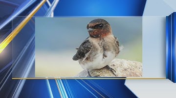 Watchable Wildlife: Cliff Swallows