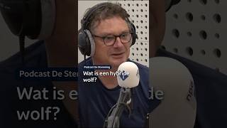 Podcast De Stemming De Hybride Wolf Npo Radio 1
