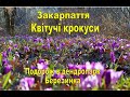 Закарпатське диво природи Квітучі крокуси Подорож в дендропарк Березинка