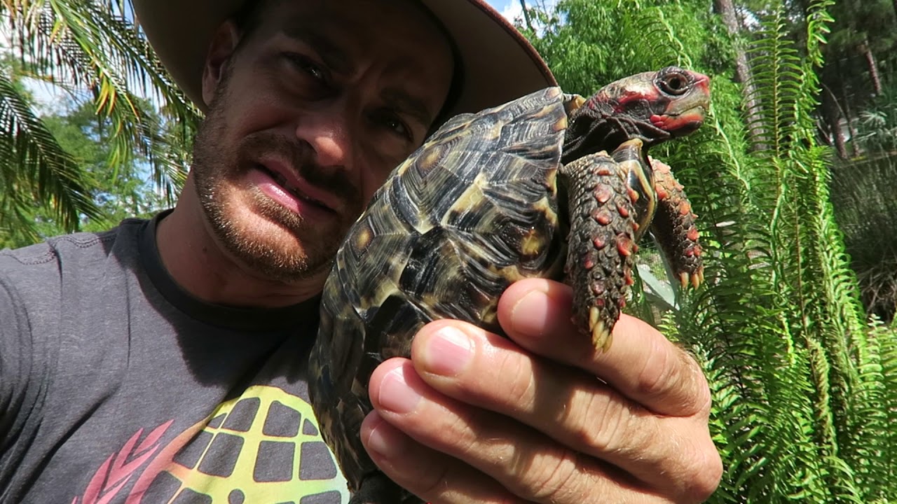 Unboxing Perfect Cherryhead Redfoot Tortoises Welcome Back