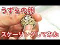 超音波スケーラでうずらの卵をスケーリングしてみました