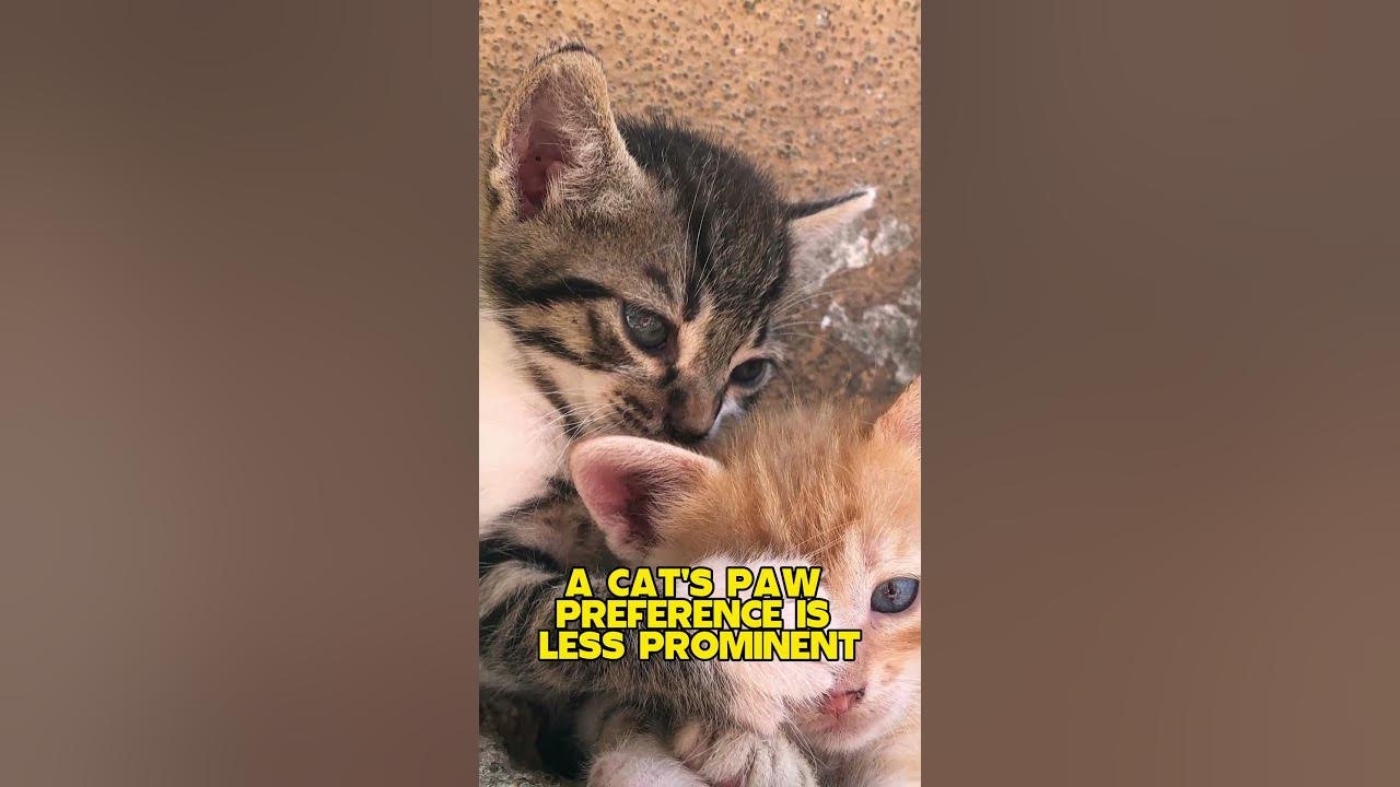 Do Cats Have A Paw Preference Do Cats Have A Paw Preference