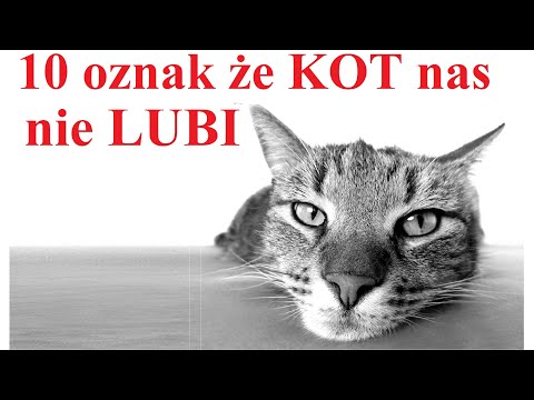 Wideo: Farma Przejęć Tutens Of Cats: Zgaduję, jak się koty