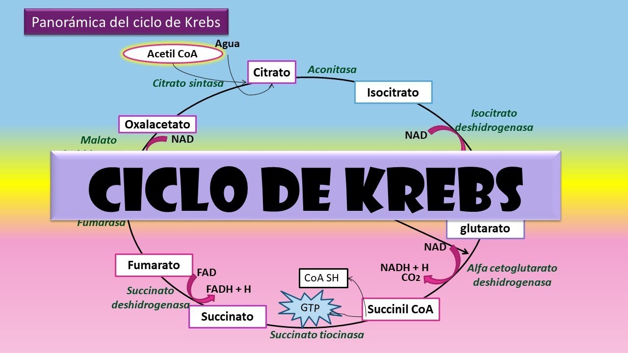 Bioquímica. Ciclo de Krebs - YouTube