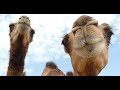 Австралия: мы убьём 10.000 верблюдов, чтобы они не пили воду, которой мы тушим пожары. Вы серьёзно?!