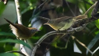 SUARA BURUNG CUCAK JENGGOT MINI GACOR