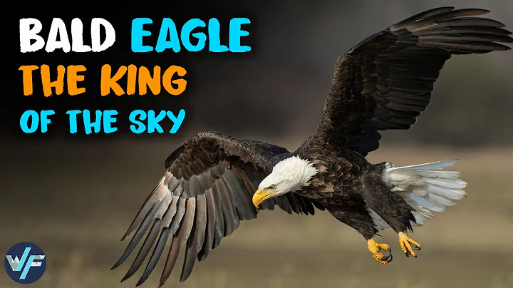 Bald Eagle - The Symbol of the United States and the Most Famous Eagle - DayDayNews