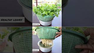 Dhaniya ugayein pani main #hydroponics