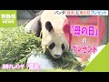 お母さんパンダ『良浜』に「母の日」のプレゼント　和歌山・アドベンチャーワールド（2022年5月8日）