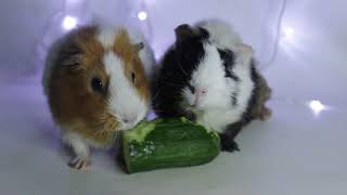 ASMR Guinea Pigs Munching Veggies