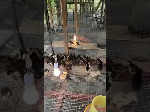 Mini Zoo In