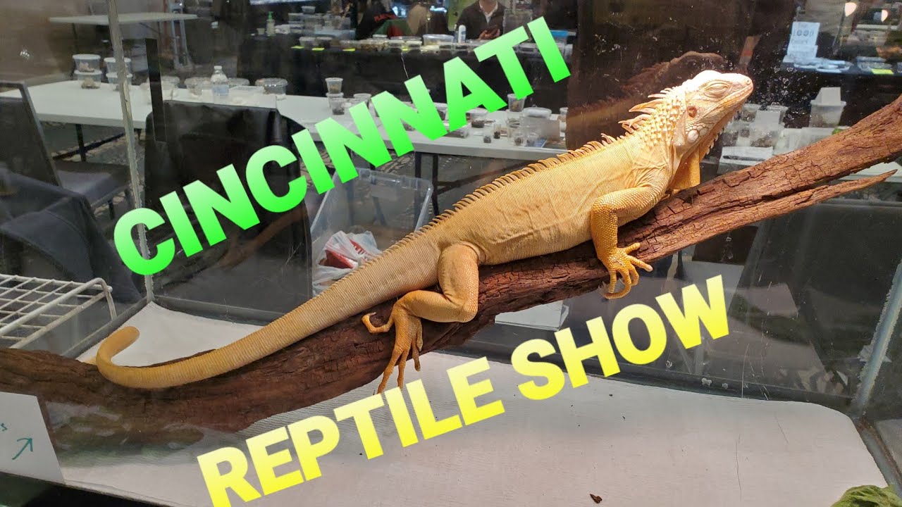 CinCity Reptile Show!! Cincinnati Ohio Reptile Expo!! Tons of Animals