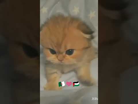 تشبع ضحك قطط مجانين يتفاعلون مع موسيقى القط  القطة الهرة فديو الجزائر القطط هرة 