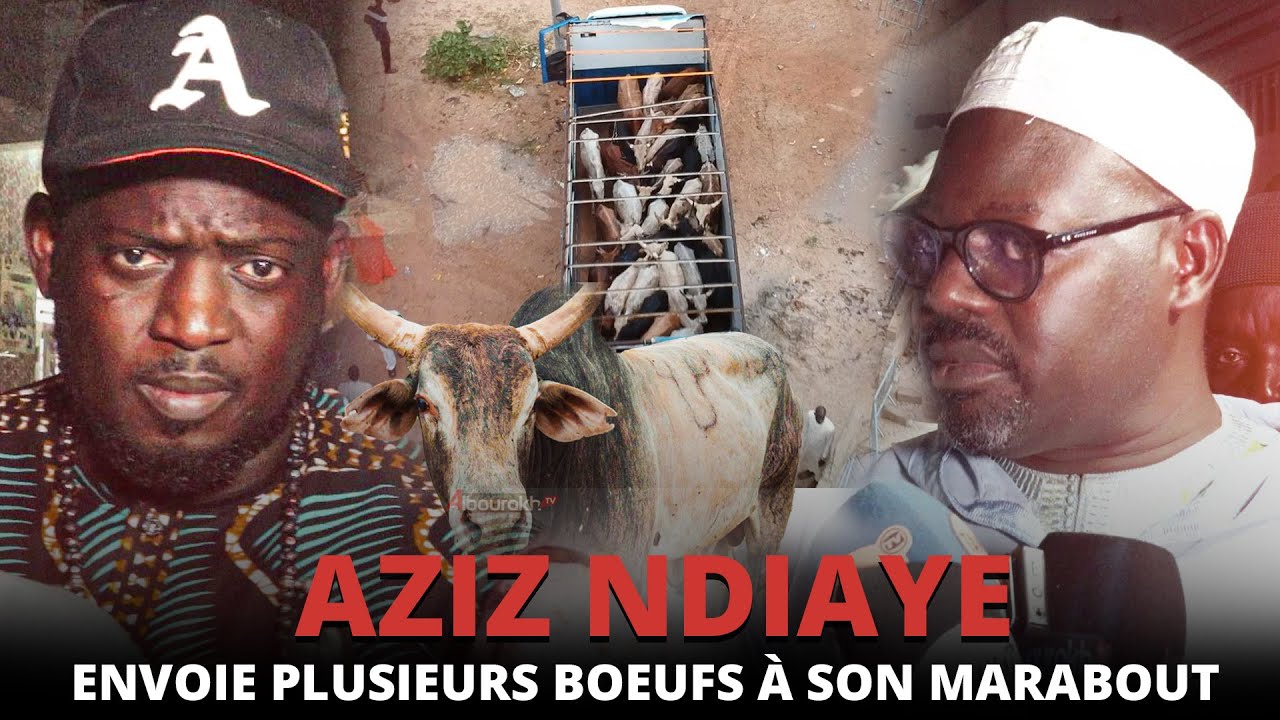 Aziz Ndiaye envoie plusieurs boeufs à son marabout qui fait des témoignages poignants sur lui...