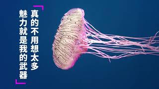 Xpark 365海生之道｜花笠水母篇