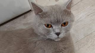 #143 Первые признаки родов у кошки (#британские #кошки #happy #cats #сара #sara)
