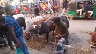 Pathatula goru bazar