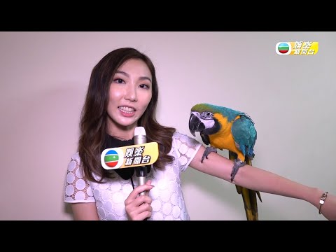娛樂新聞台｜夢幻花園小動物  可愛鸚鵡蜥蜴仔