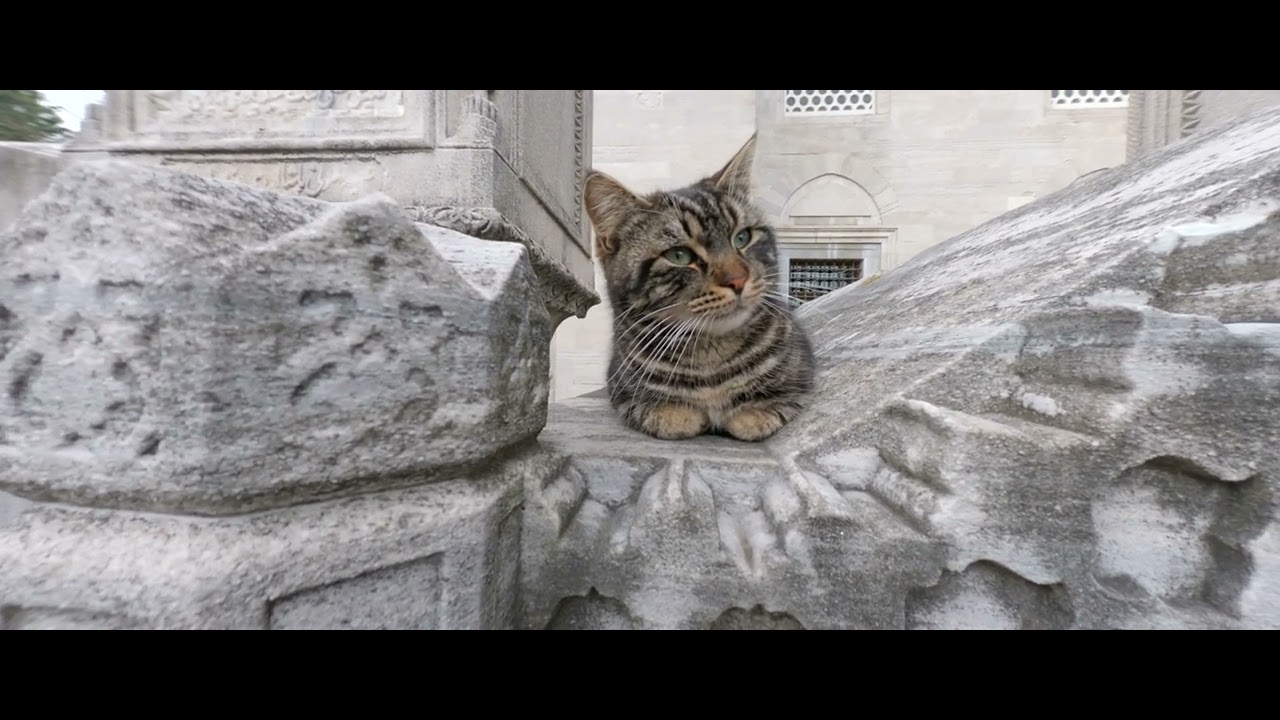 SULEYMANIYE CAMI / 5.3K60p Anamorphic Lens