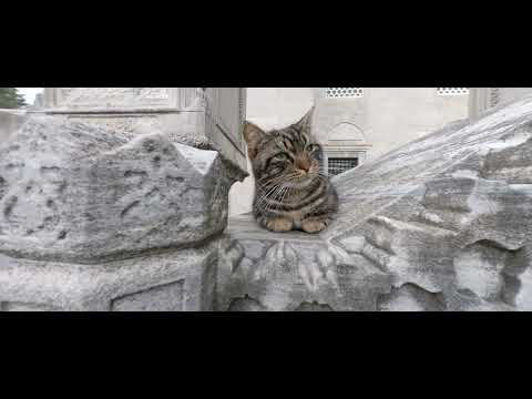 SULEYMANIYE CAMI / 5.3K60p Anamorphic Lens