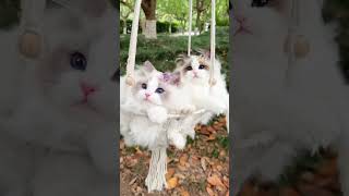 How Cute The Cat Are