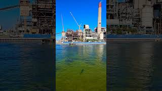 Manatees warming up at power plant's water, Apollo Beach #floridamanatee #manatee