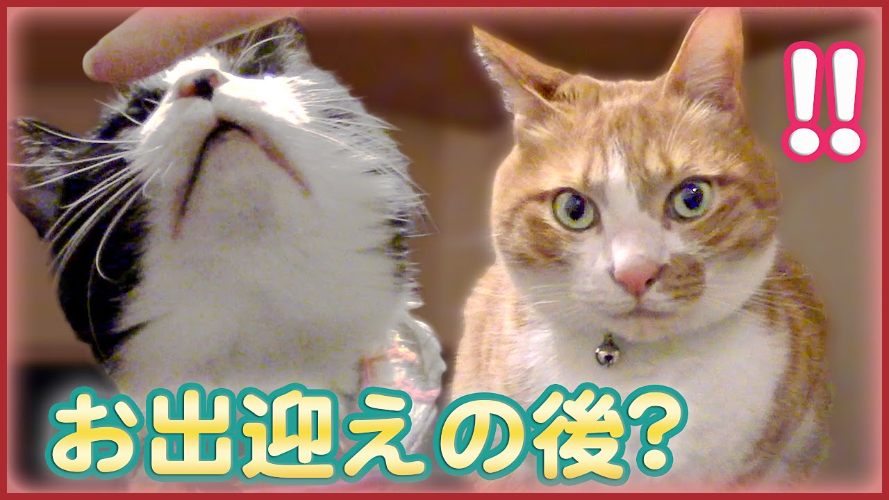 猫カフェ 横浜 可愛いネ♥お出迎えする猫は、ママが帰宅しても心配してくれる。ハッチとマック　- Cutest Cats after the return at home of mom by Entrance.