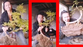 Beginner Bonsai Styling - Choosing Branches to Cut