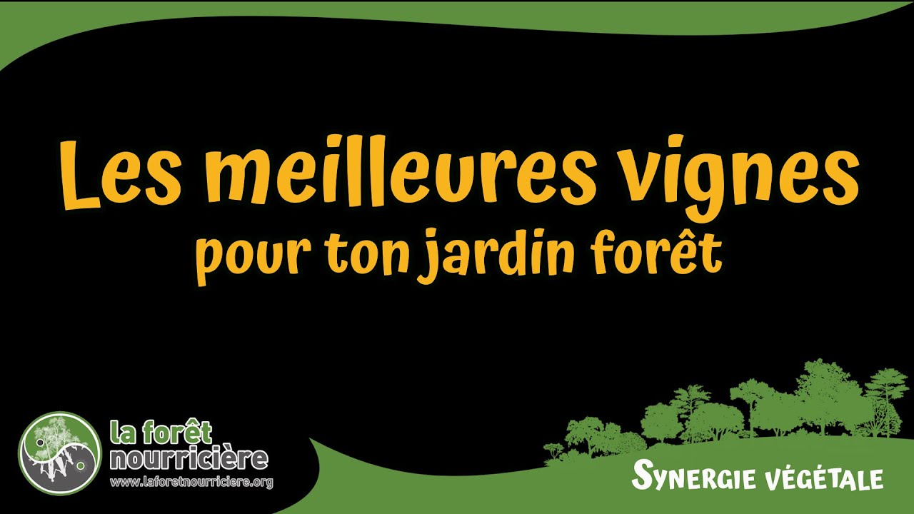 Les meilleures vignes pour ton jardin forêt