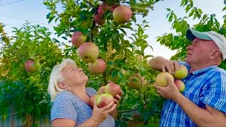 Traditional Village Life in Ukraine:🏡Daily Chores & Apple Picking.🍎