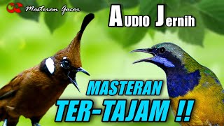 MASTERAN TER-TAJAM CILILIN VS CUCAK CUNGKOK GACOR NGEPIK NEMBAK COCOK BUAT ISIAN SEGALA JENIS BURUNG