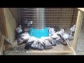 Pigeon Automatic digital feeder - (C) Amir Pakroo, Made in New Zeland Pigeon Automatic digital feeder - (C) Amir Pakroo, Made in New Zeland