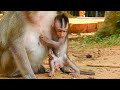Handicapped baby monkey and mother monkeys who don't know it. / ハンデキャップを抱えた赤ちゃん猿とそれを知らない母猿 Monpai