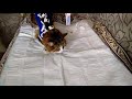 Обработка шва у кошки после стерилизации
