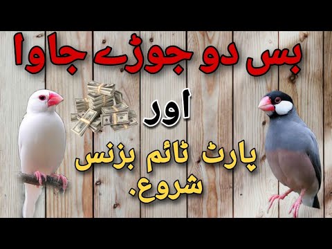 JAVA Sparrow😎😎 or Humara Part Time Business #Java #PartTimeBusiness #birds