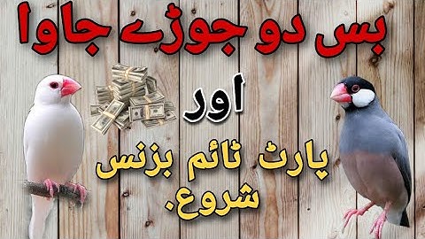 JAVA Sparrow😎😎 or Humara Part Time Business #Java #PartTimeBusiness #birds