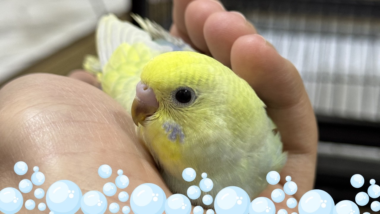 How to Clean a Budgie Nest Box Safely!