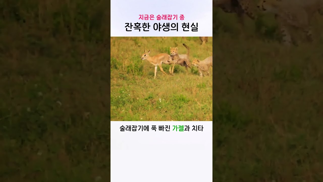 새끼 치타와 가젤의 술래잡기, 그리고 그 결말