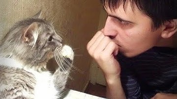 Wanneer katten hun baasjes op de grappigste manieren in de gaten beginnen te houden