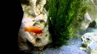 225G Pea Cichlid Tank