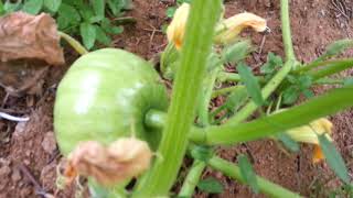 Bedava Zebzeler En Ucuz Domotes Biber Patlıcan Organik Tarladan