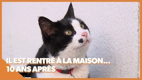 Leur chat est réapparu 10 ans après !