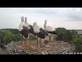 Alle 3 Jungstörche stehen | Altlandsberg Storchennest | 21.06.2024 (Storchenkamera)