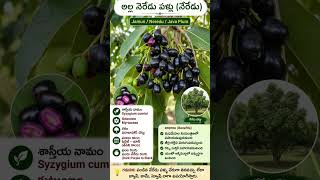 Neredu pallu#Jamun#botanylovers
