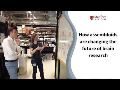 How assembloids are changing the future of brain research - YouTube