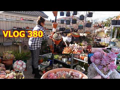 A Day In A Succulent Garden | VLOG #380 - Growing Succulent With LizK