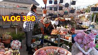 A Day In A Succulent Garden | VLOG #380 - Growing Succulent With LizK