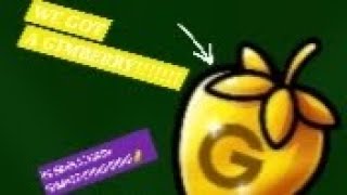 We got a Gimberry in farmchain gimkit! - Sat 5/25/24