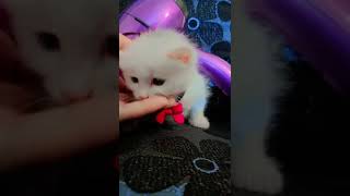 Casper loves ❤  #kitten #playfulkitties #viral #trending #viralshorts