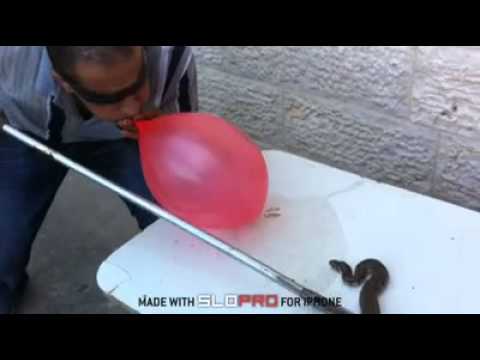 اخطر افعى ب فلسطين الرقطاء السامه